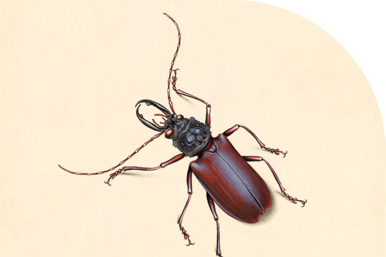 Biology beetle logo with a curved right hand corner