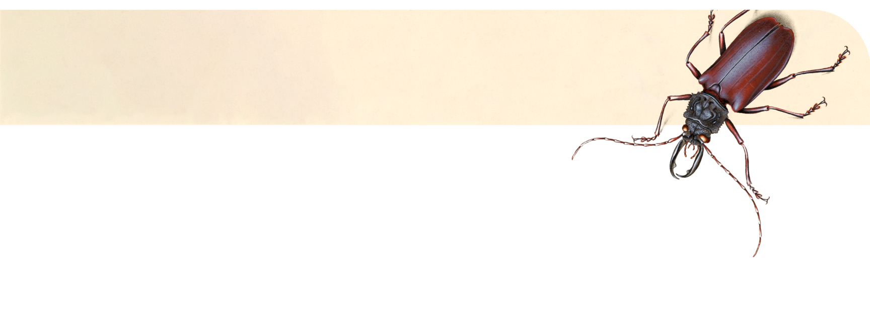 content width banner beetle