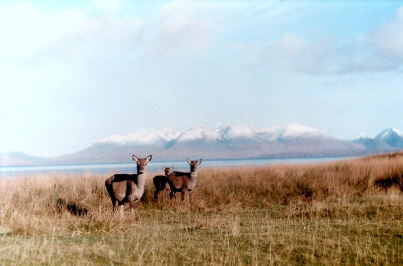 deer photo