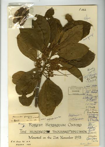 Herbarium specimen of Terminalia glaucescens
